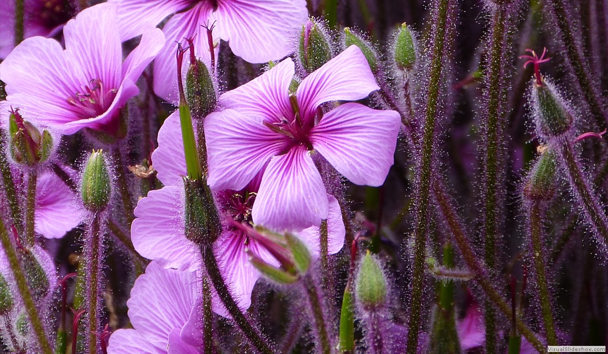P1260684X