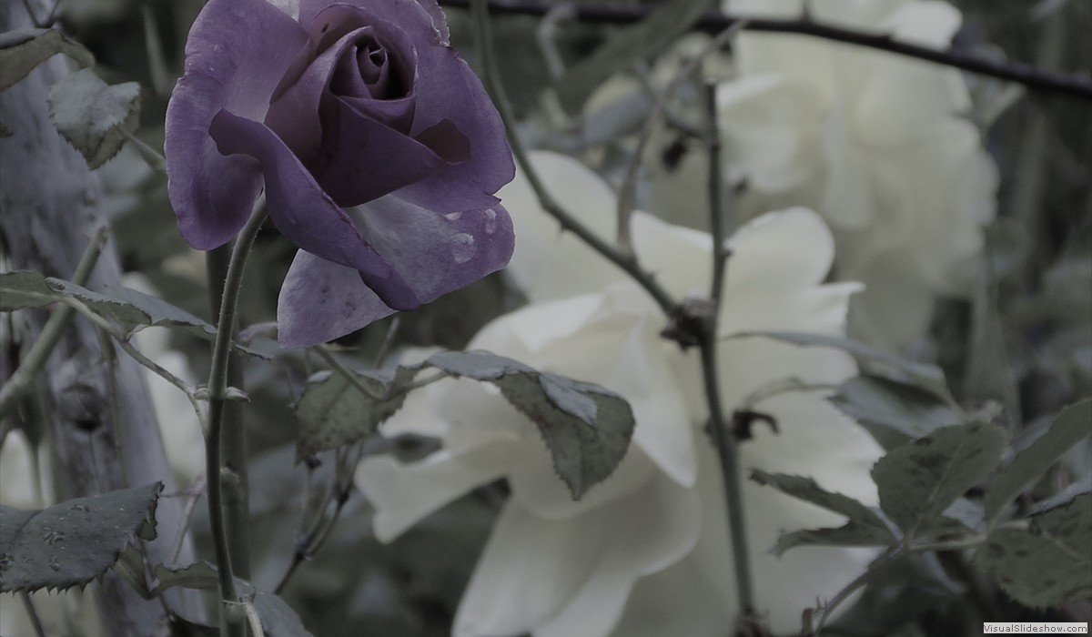 P1260698X2