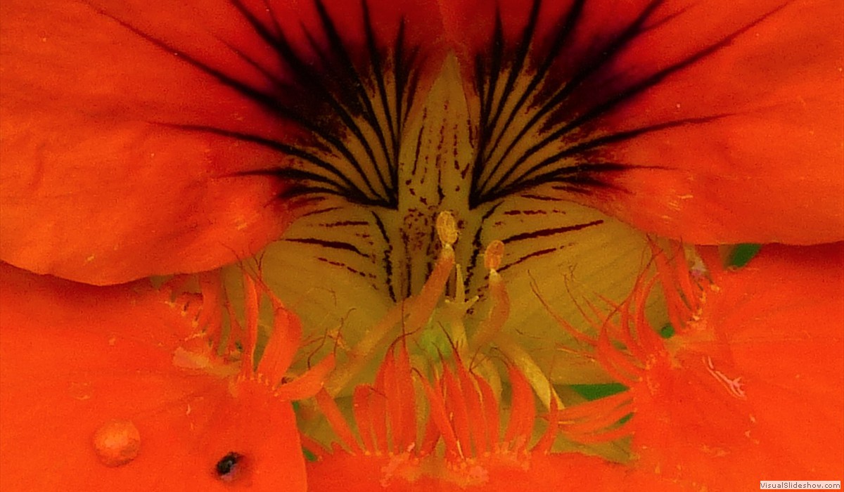 P1260718X