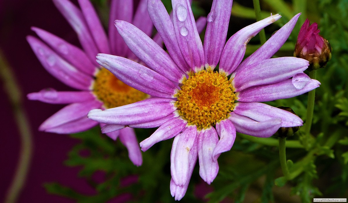 P1260732X