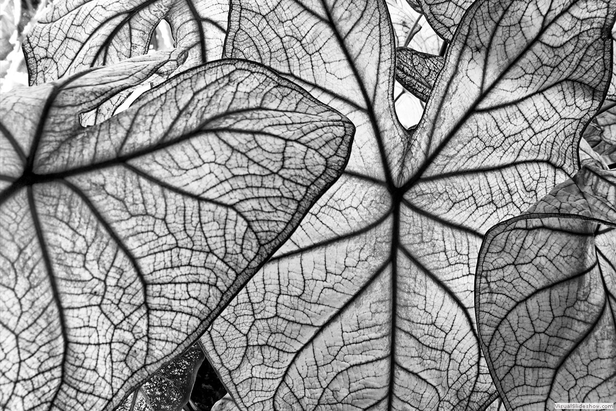 P1240362_easyHDR-black-and-white