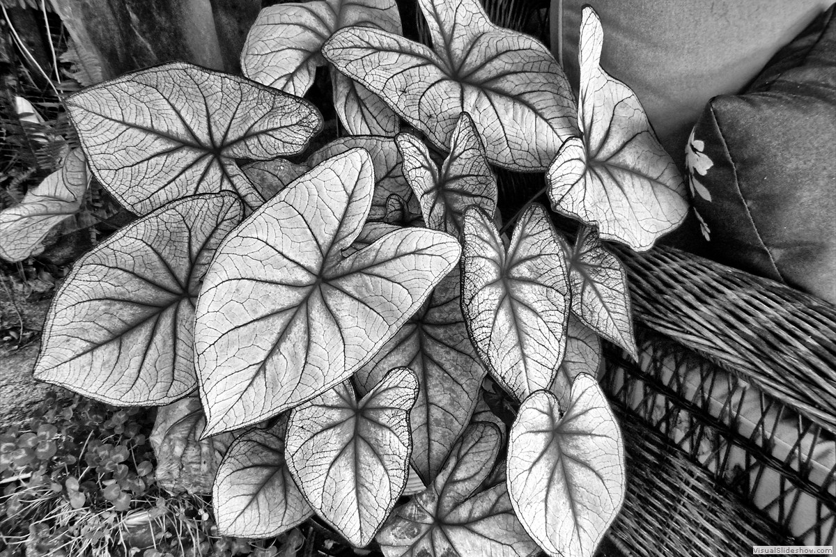 P1360460_easyHDR-black-and-white