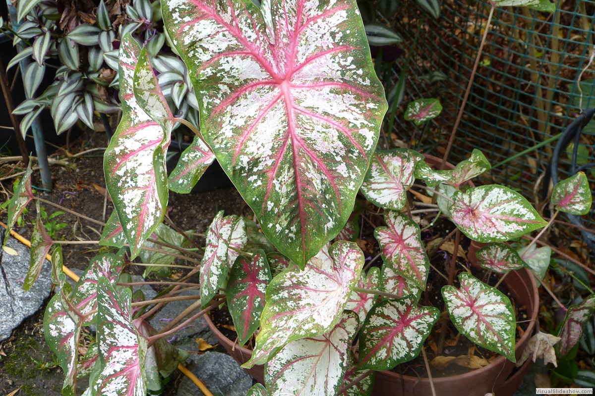 P1380528