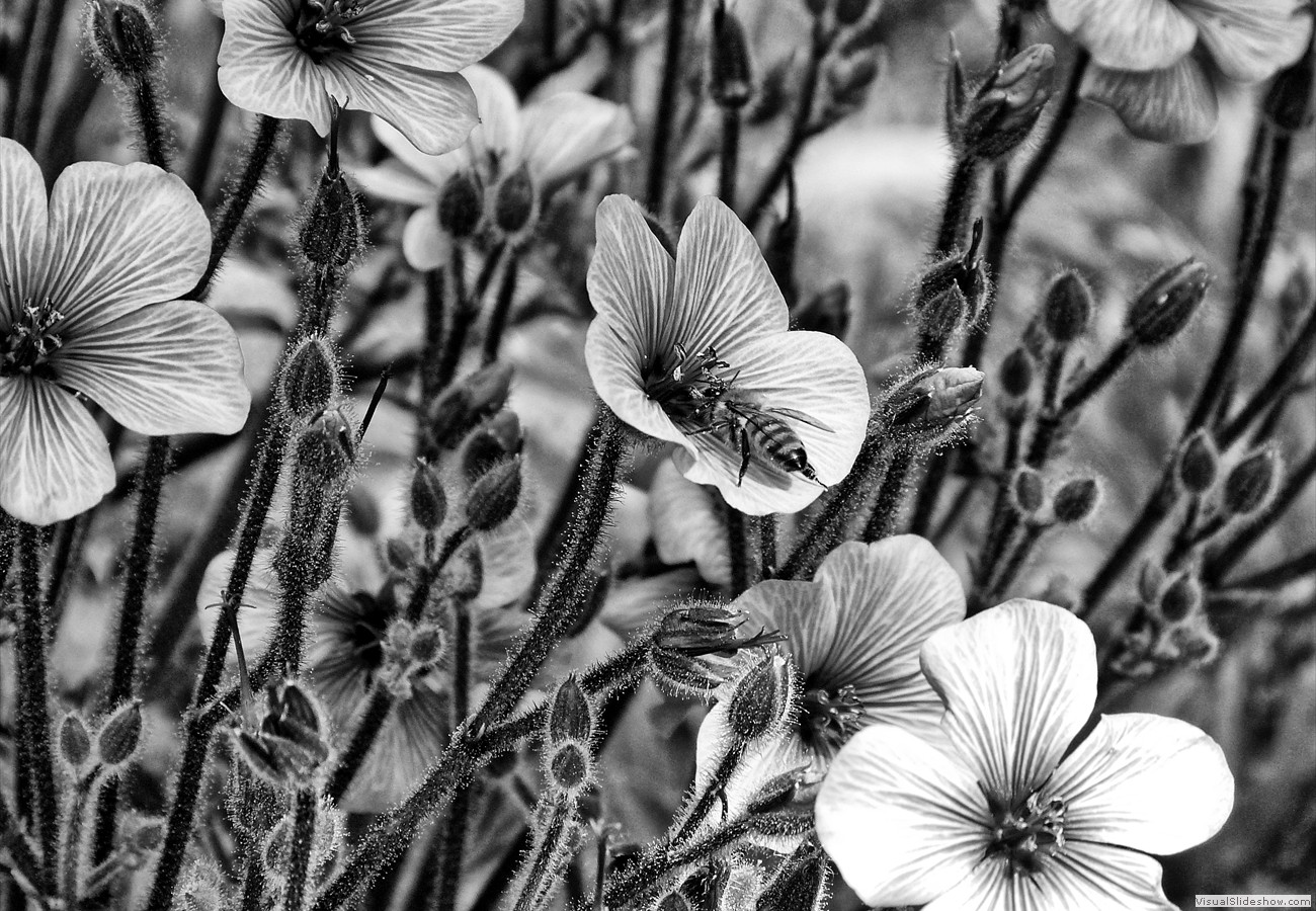 P1400141_easyHDR-black-and-white