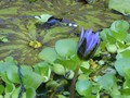 P1230266