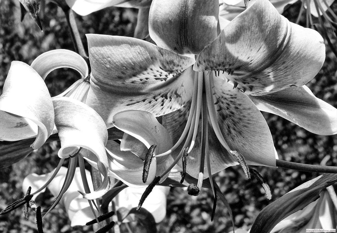 P1280877_easyHDR-black-and-white