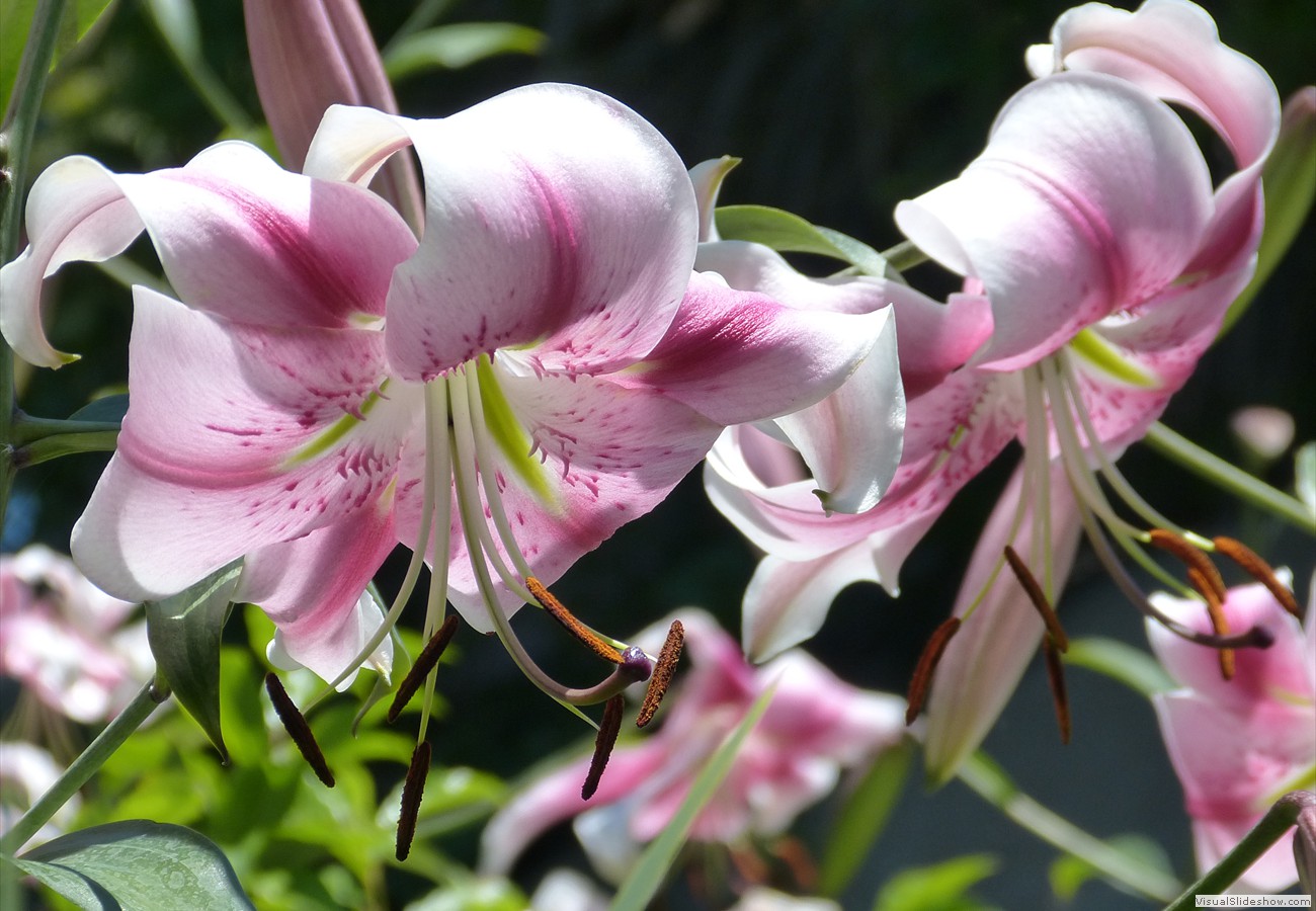 P1290007