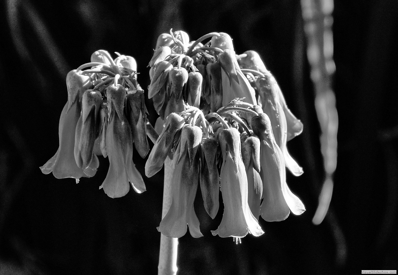 P1470431_easyHDR-black-and-white