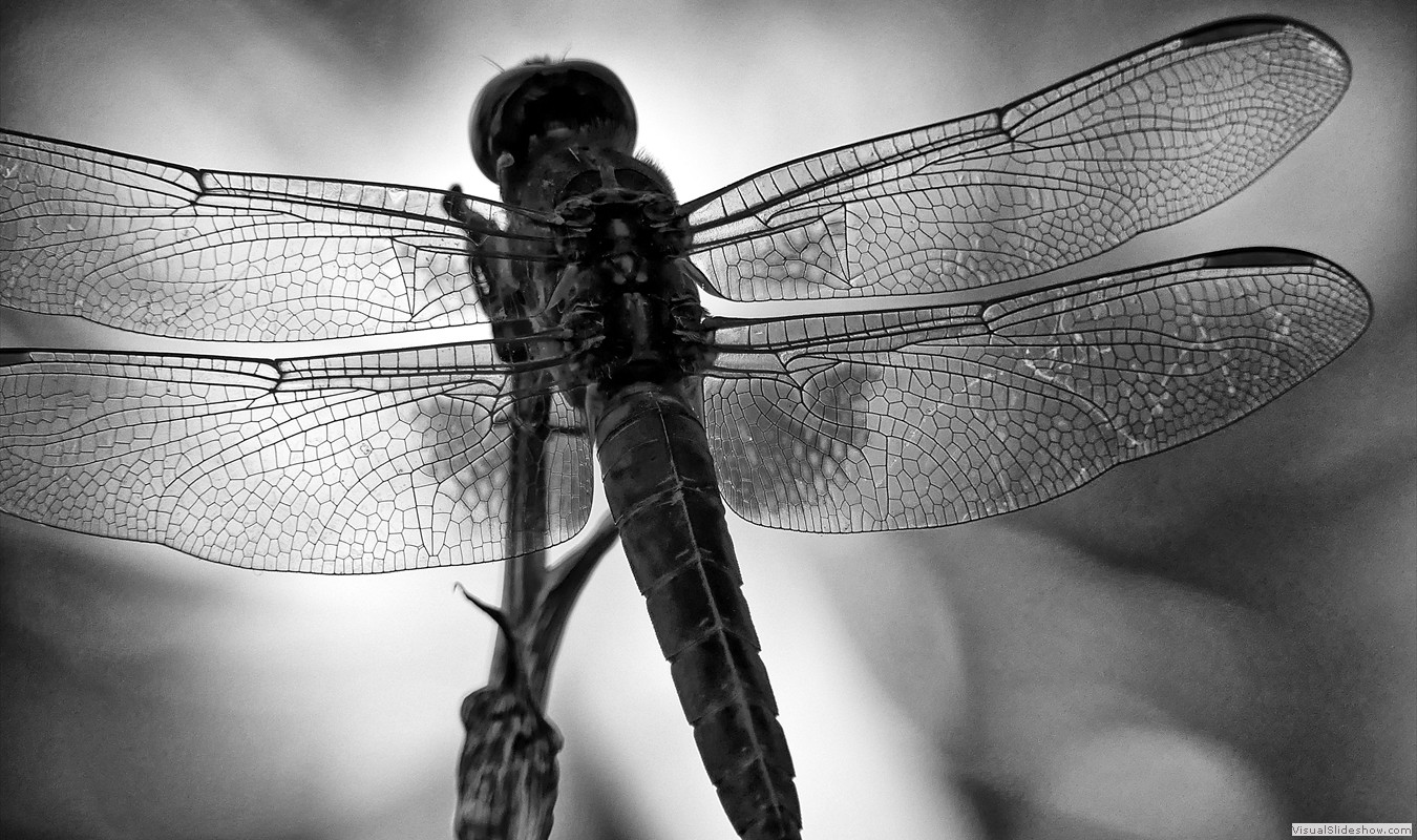 P1000364_easyHDR-black-and-white