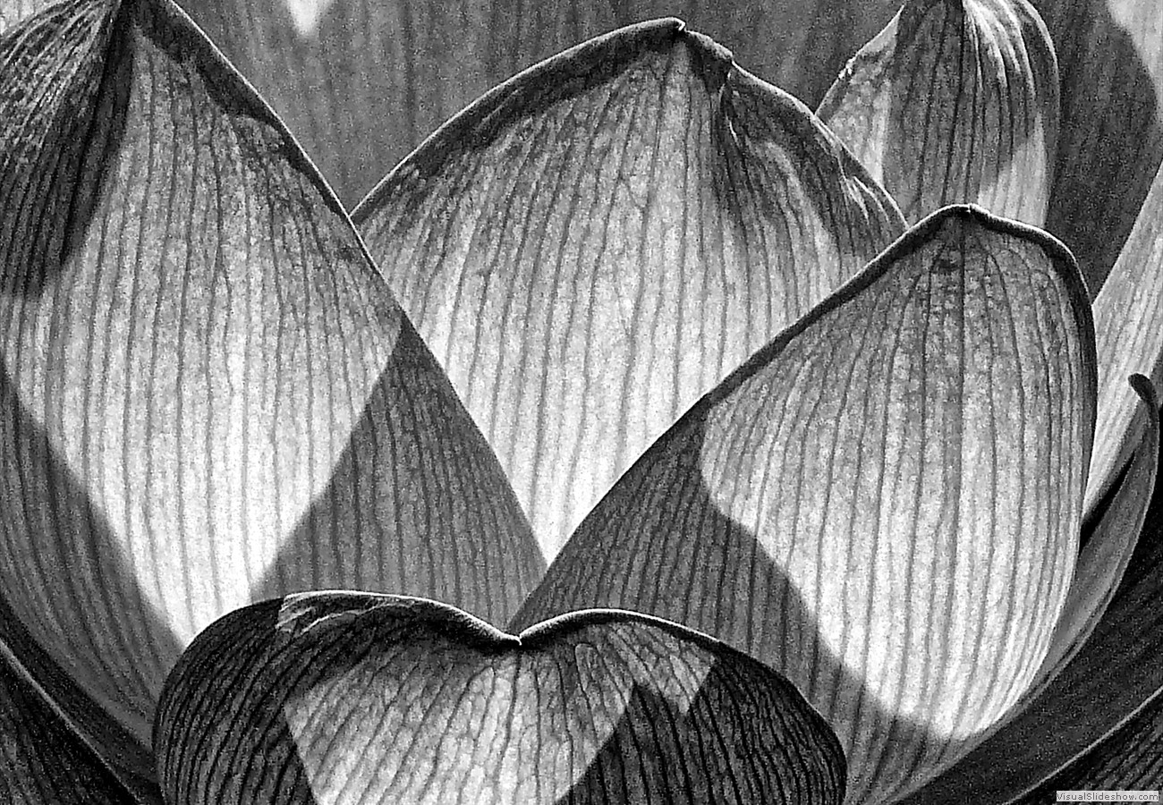 P1480933_easyHDR-black-and-white