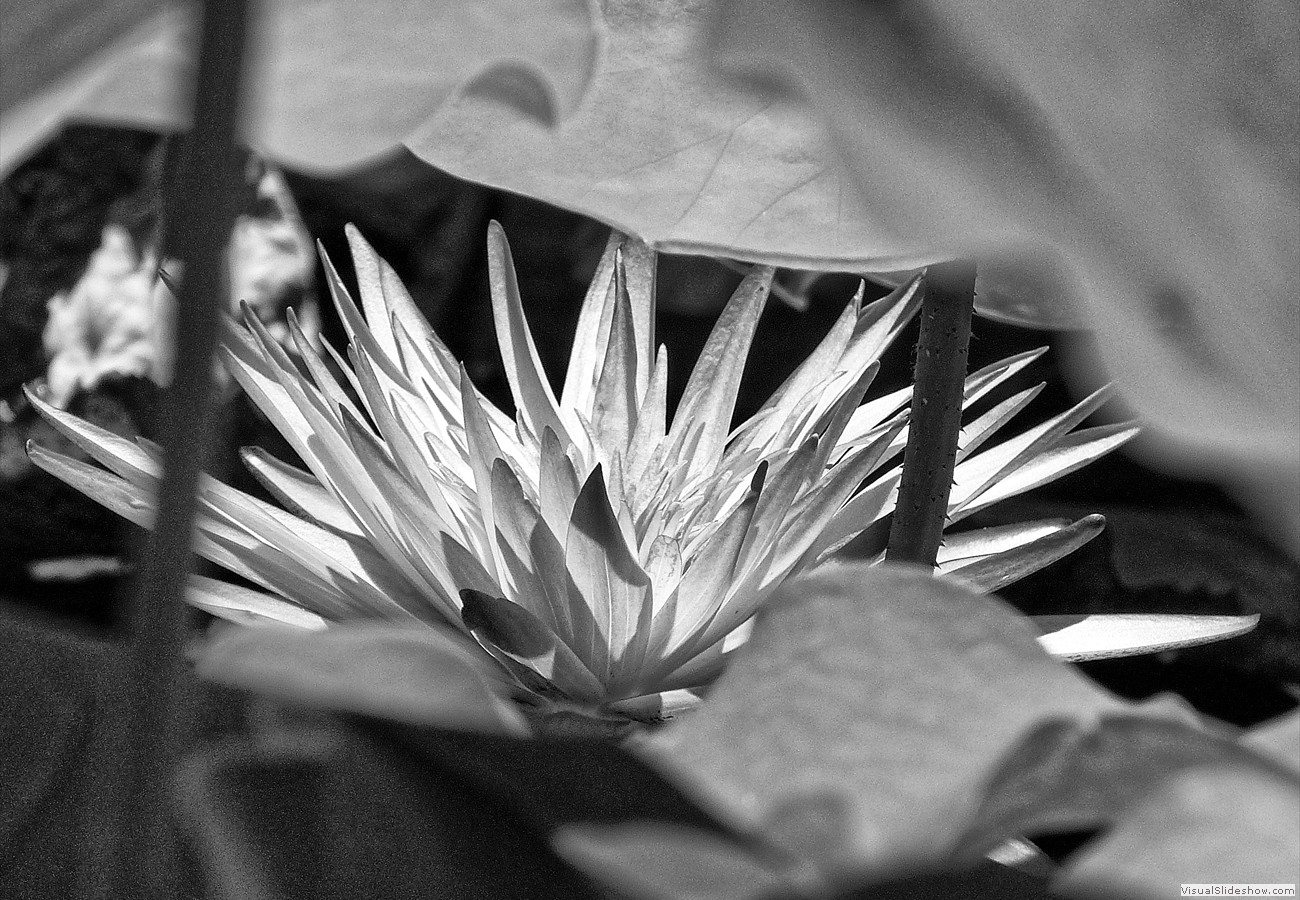 P1490328_easyHDR-black-and-white