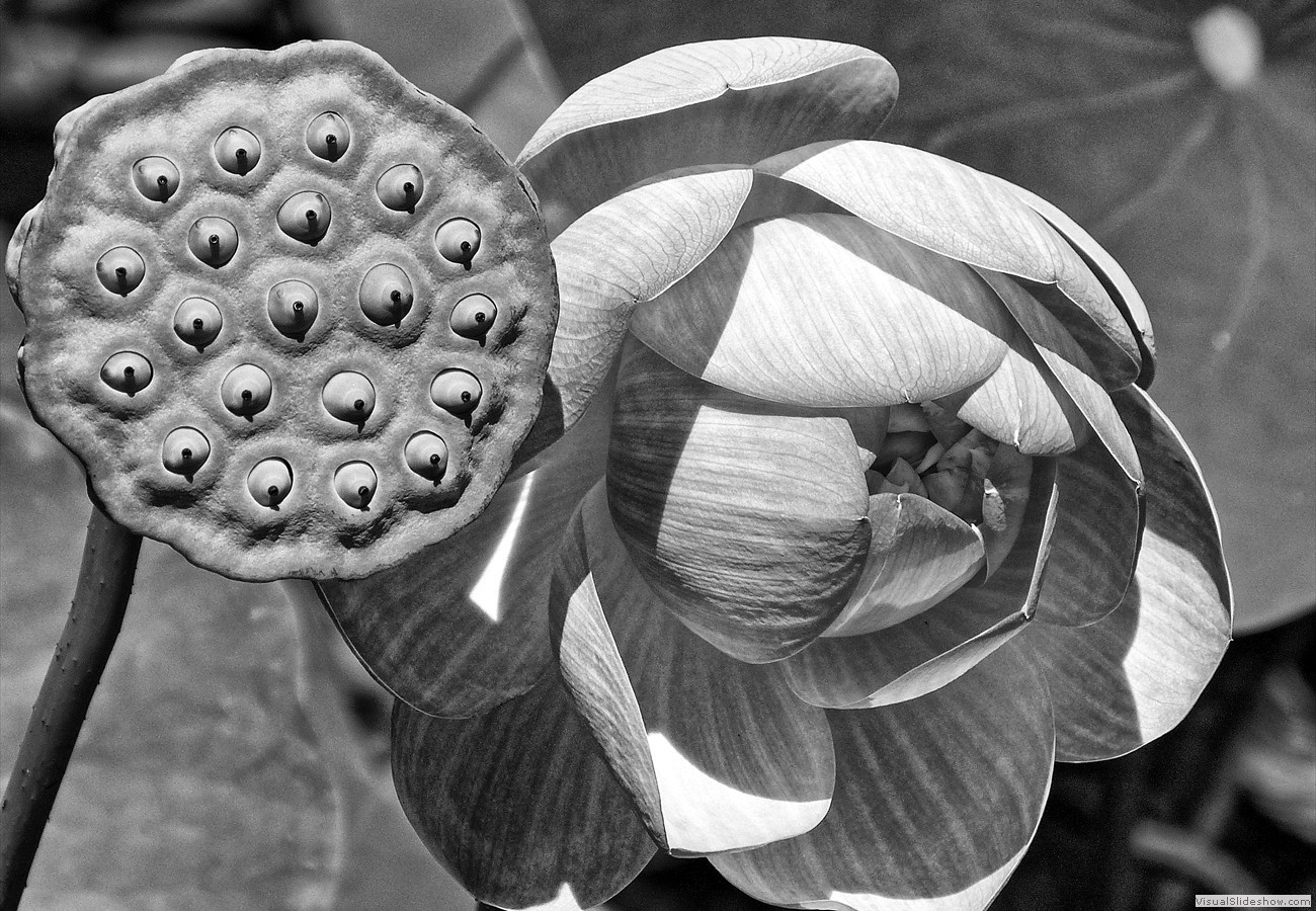 P1490363_easyHDR-black-and-white