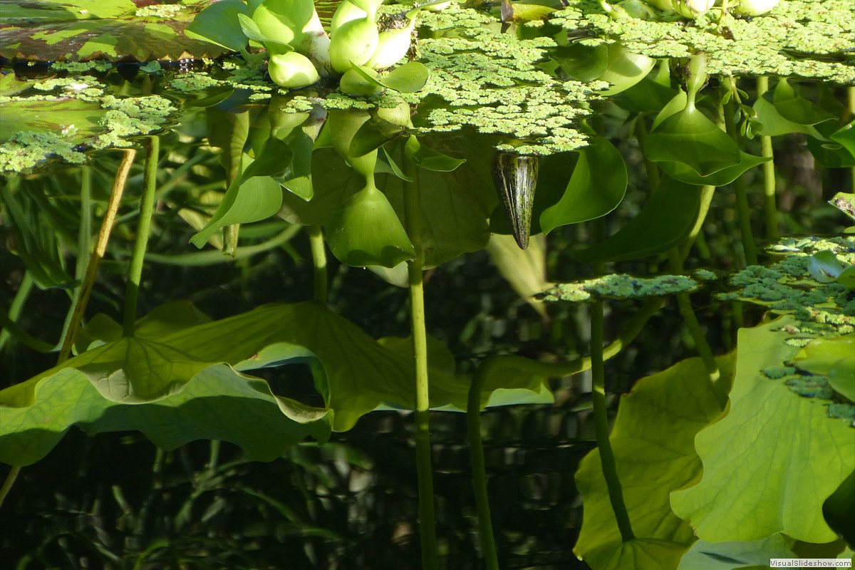 P1600677